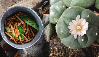 ayahuasca vs peyote blog featured image - third wave