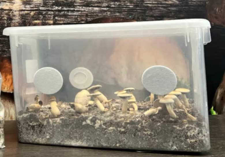 mushroom cultivation kit