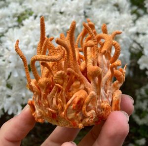 cordyceps mushrooms for tea