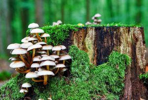 mushrooms growing in a forest