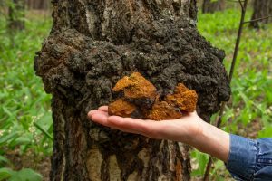 chaga mushrooms for tea