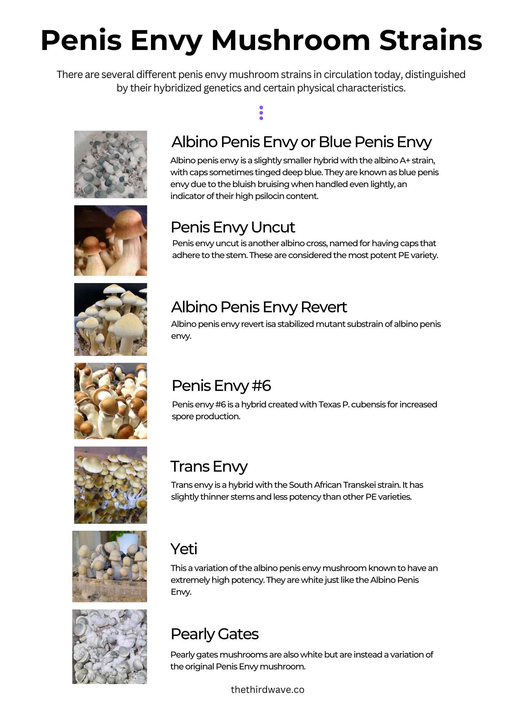 penis envy mushroom strains infographic