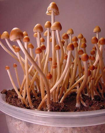 psilocybe mexicana fruiting