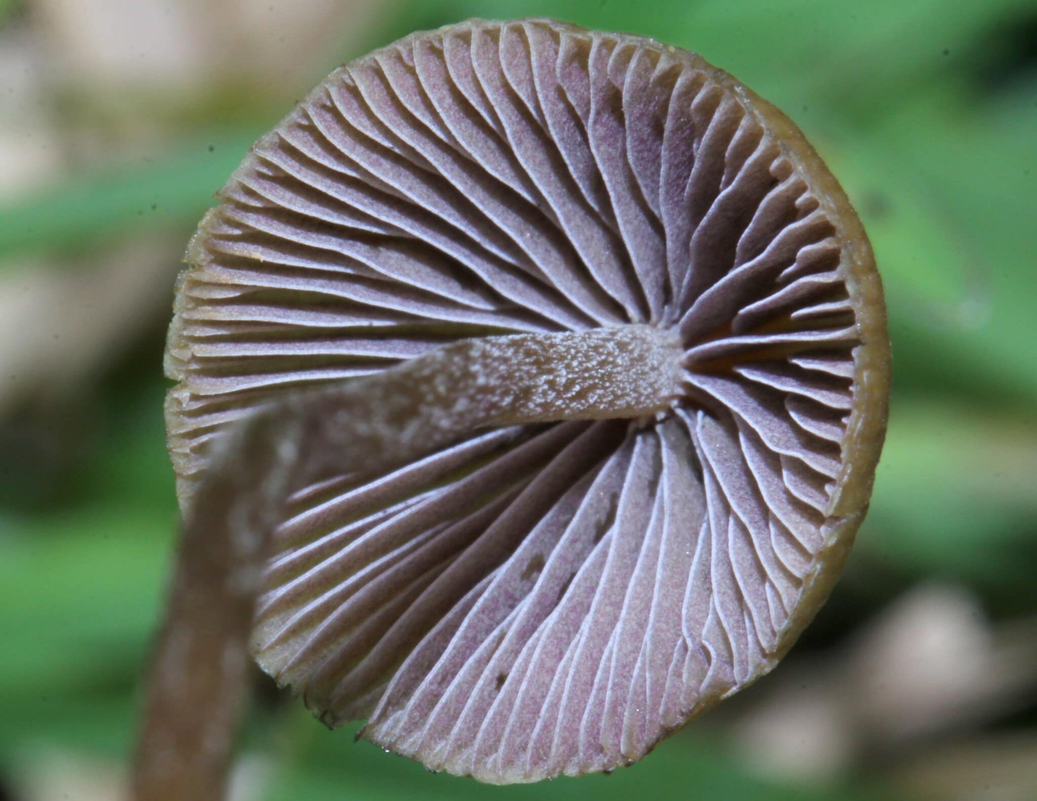 psilocybe mexicana gills