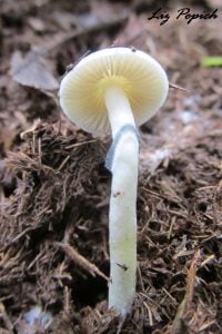 Psilocybe natalensis 3 Copyright: © lizziepop https://uk.inaturalist.org/observations/11091609