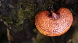 reishi mushrooms for tea