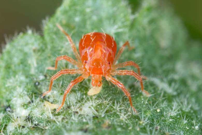 predatory mite