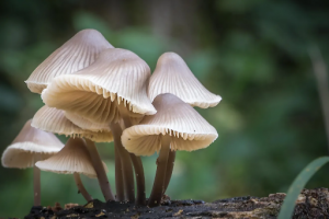 white mushrooms growing off log