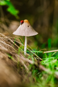 lady bug growing on a mushroom in the forest