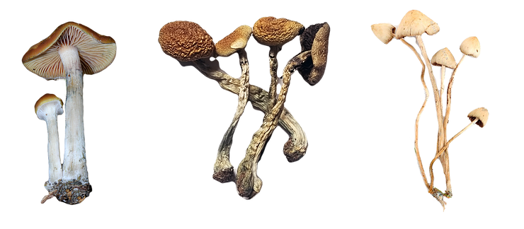 psilocybin mushrooms